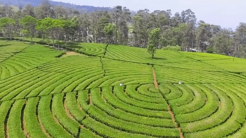 Menjelajah Kebun teh Sukawana